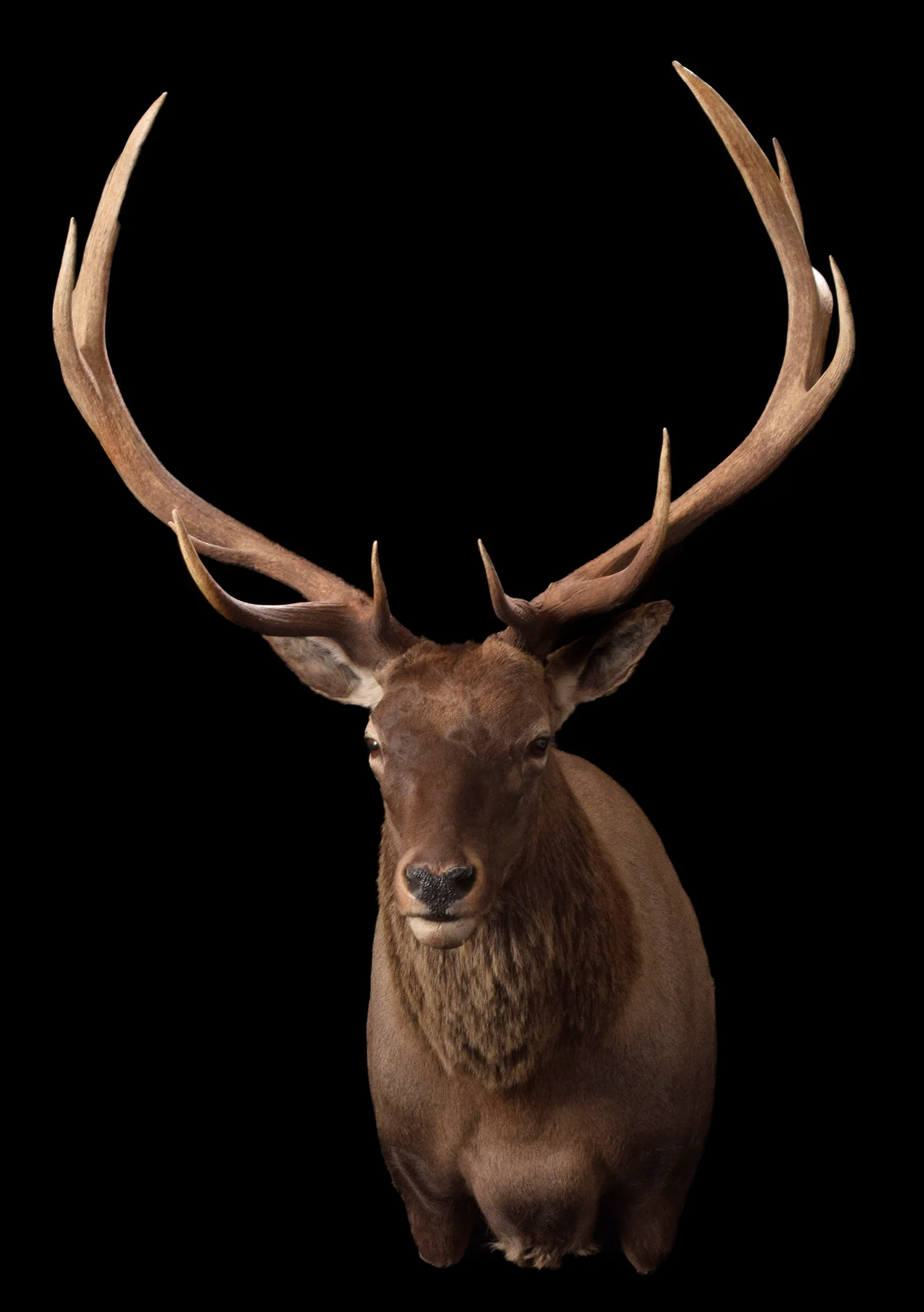 Gallery | Asia-Exotics | Deer — Animal Artistry